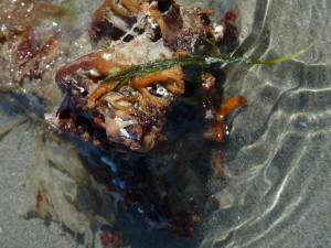 Au delà de l'eau : Exposition 51