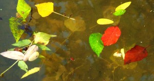 Au delà de l'eau : Exposition 31