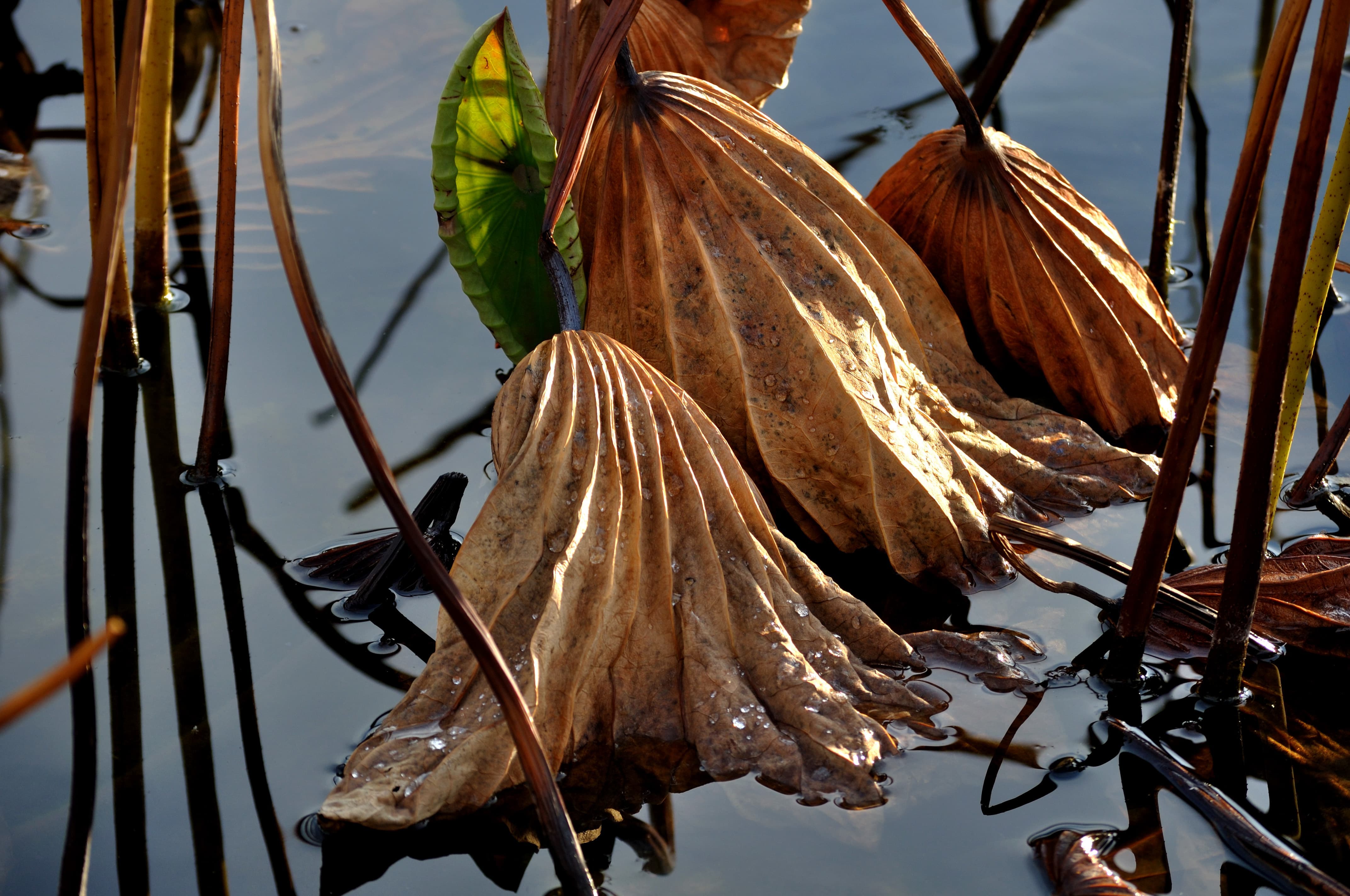 Au delà de l'eau : Exposition 16