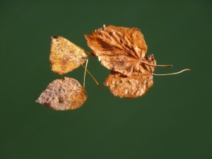 Au delà de l'eau : Exposition 28