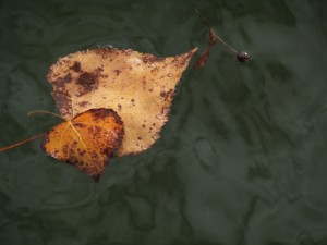 Au delà de l'eau : Exposition 40