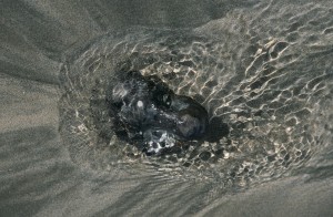 Au delà de l'eau : Exposition 7