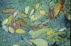 Au delà de l'eau : Exposition 3