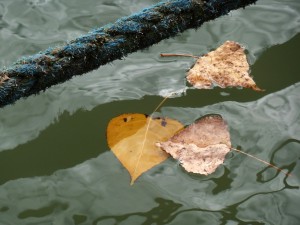 Au delà de l'eau : Exposition 44