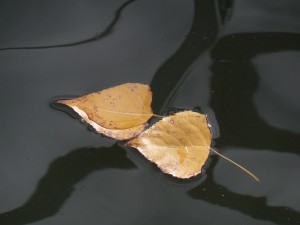 Au delà de l'eau : Exposition 41