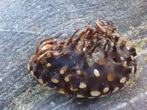 Au delà de l'eau : Exposition 37