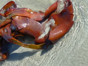 Au delà de l'eau : Exposition 49