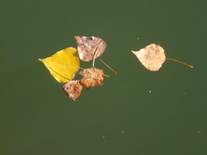 Au delà de l'eau : Exposition 29