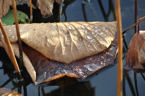 Au delà de l'eau : Exposition 14