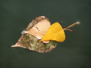 Au delà de l'eau : Exposition 43