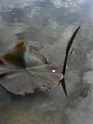 Au delà de l'eau : Exposition 23