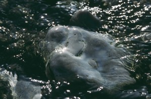 Au delà de l'eau : Exposition 4