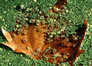 Au delà de l'eau : Exposition 1