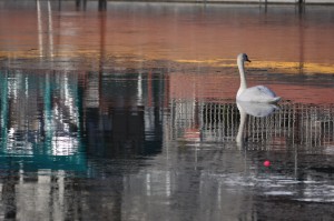 Bassin de la Villette et canal de l'Ourcq 16