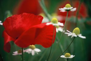Coquelicots 20
