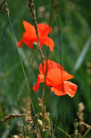 Coquelicots 32