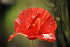 Coquelicots 14