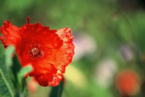 Coquelicots 17