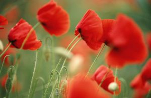 Coquelicots 2