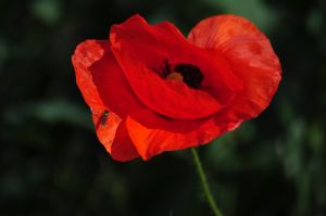 Coquelicots 34