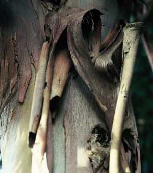 Eucalyptus 9