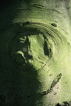 Hêtre 20