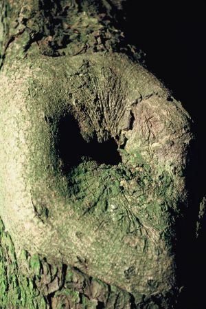 Marronnier 11