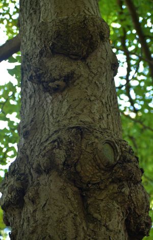 Gingko biloba 5