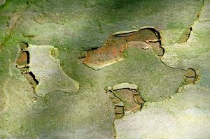 Platane 4
