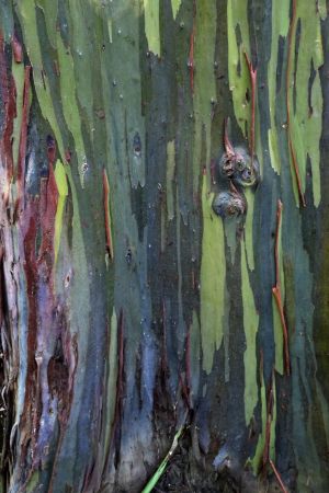 Eucalyptus arc-en-ciel 1