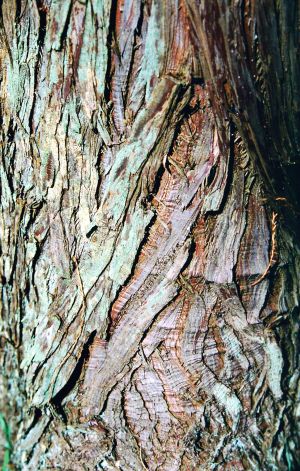 Cyprès chauve 6