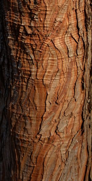 Cyprès chauve 5