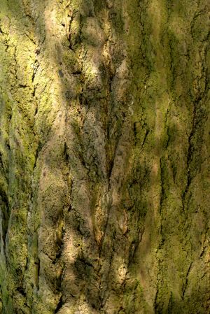 Gingko biloba 1