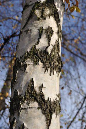 Bouleau blanc 1