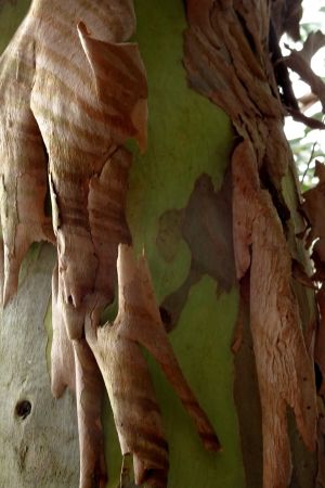 Eucalyptus 4