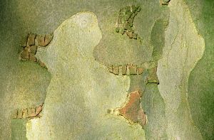 Platane 3