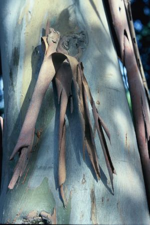 Eucalyptus 8