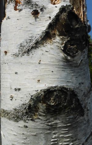 Bouleau blanc 12