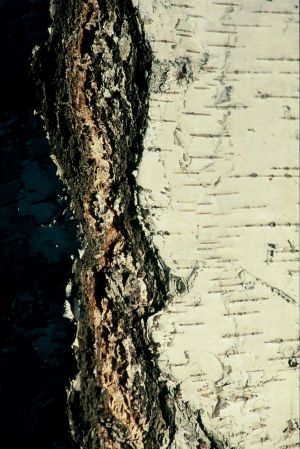Bouleau blanc 6