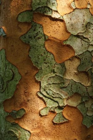 Zelkova sinica 5