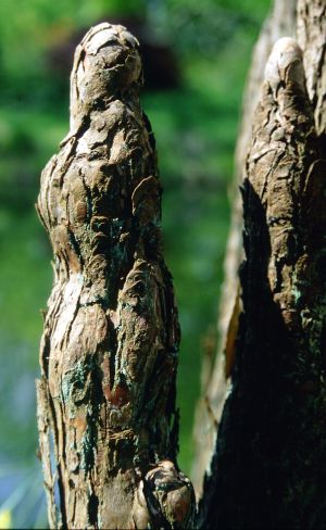 Pneumatophore