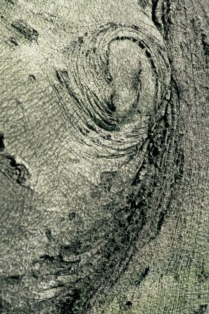 Hêtre 18
