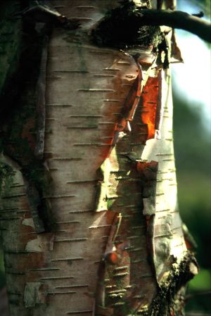 Bouleau à papier 1