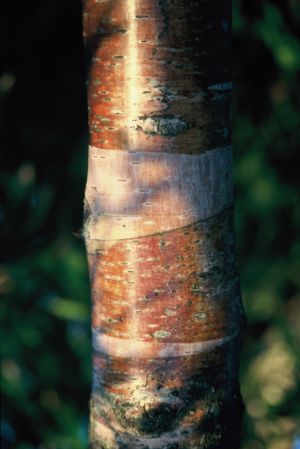 Cerisier 8
