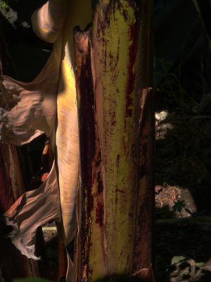 Bananier 1