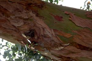 Eucalyptus 3