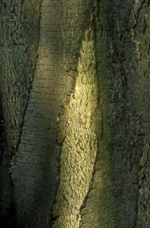 Hêtre 12