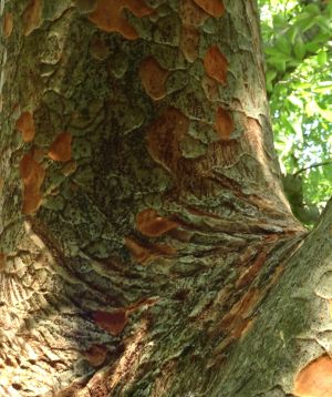 Zelkova sinica 4