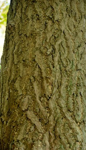Gingko biloba 4