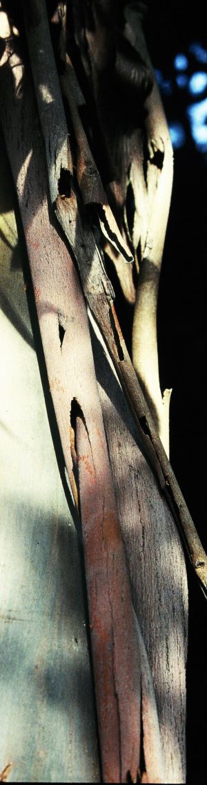 Eucalyptus 6
